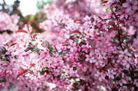 Color Walk - May 2026