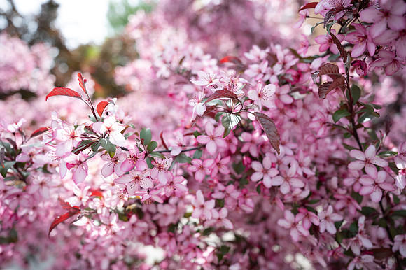 Color Walk - May 2026