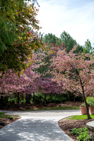 Color Walk - May 2026