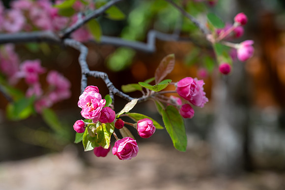 Color Walk - May 2026