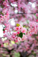 Color Walk - May 2026