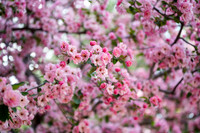 Color Walk - May 2026