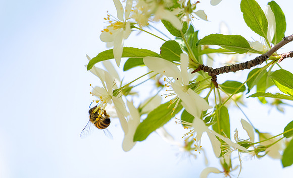 Spring Flowers - May 2026