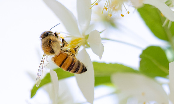 Spring Flowers - May 2026