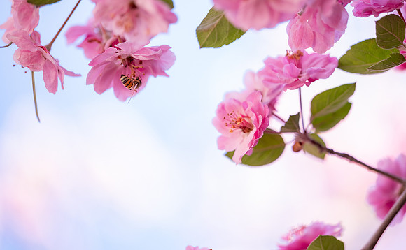 Spring Flowers - May 2026