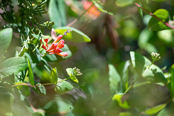 Spring Flowers - May 2026