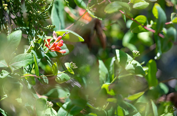 Spring Flowers - May 2026