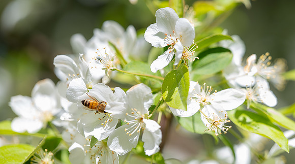 Spring Flowers - May 2026