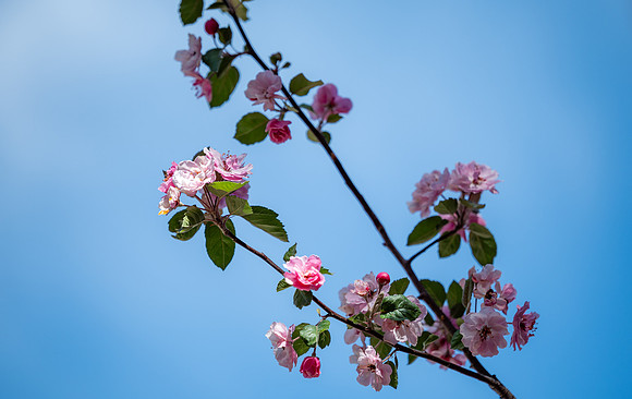 Spring Flowers - May 2026