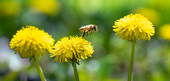 Campus Bees - May 2026