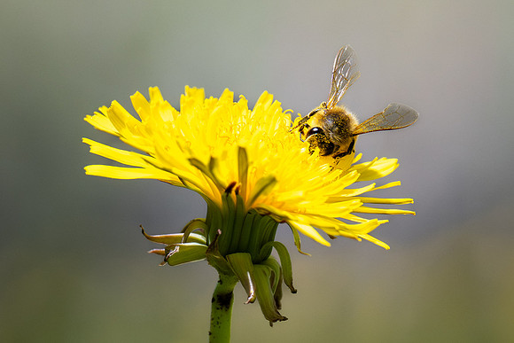 Campus Bees - May 2026