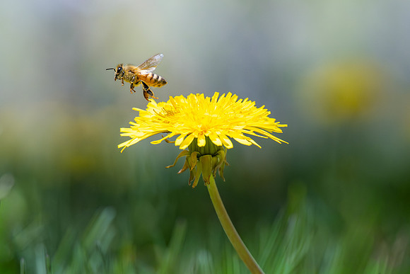 Campus Bees - May 2026