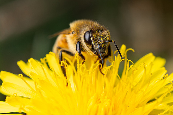 Bees In Flowers - May 2026