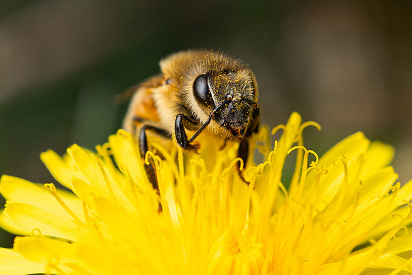 Bees In Flowers - May 2026