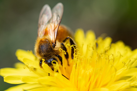 Bees In Flowers - May 2026