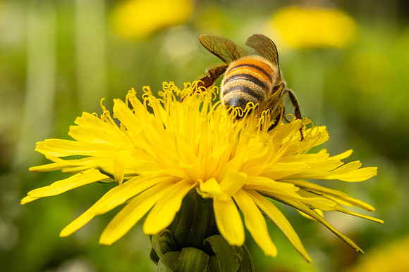 Bees In Flowers - May 2026