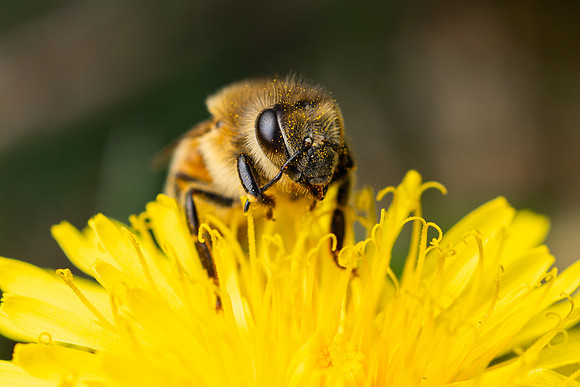 Bees In Flowers - May 2026