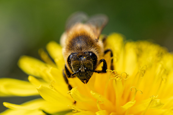 Bees In Flowers - May 2026