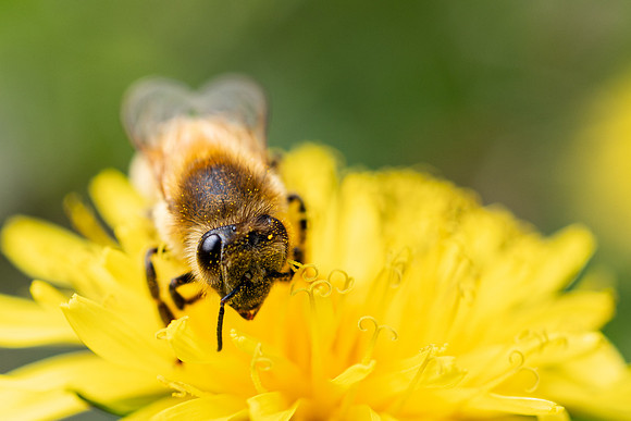 Bees In Flowers - May 2026