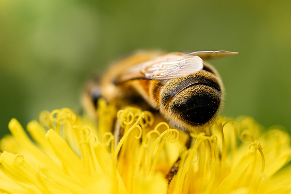 Bees In Flowers - May 2026