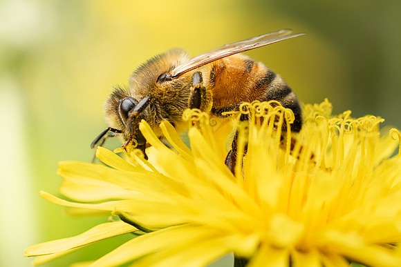 Bees In Flowers - May 2026