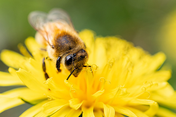 Bees In Flowers - May 2026