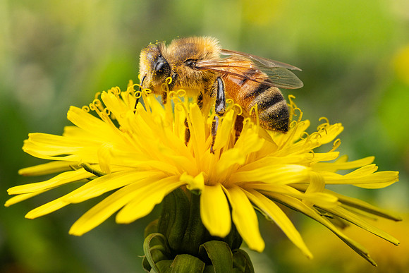 Bees In Flowers - May 2026