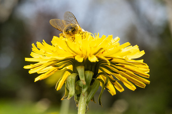 Bees In Flowers - May 2026