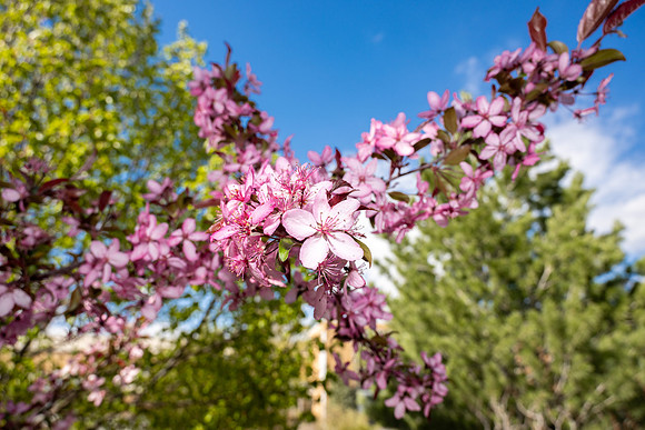 Campus Bees - May 2026