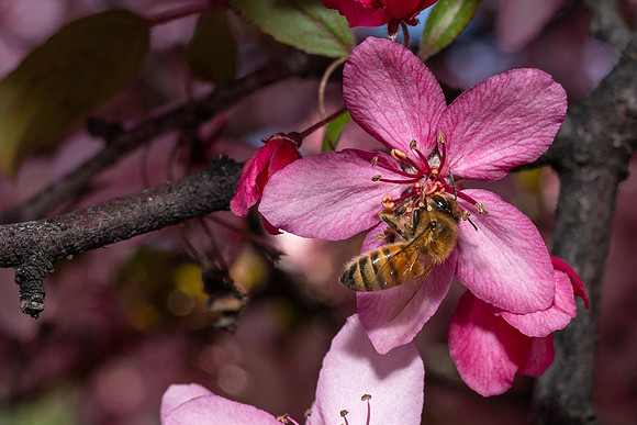 Campus Bees - May 2026