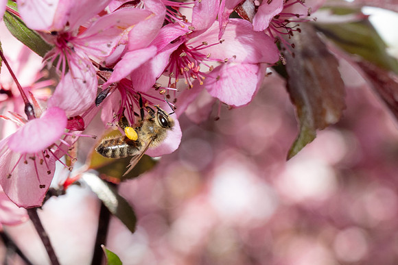 Campus Bees - May 2026