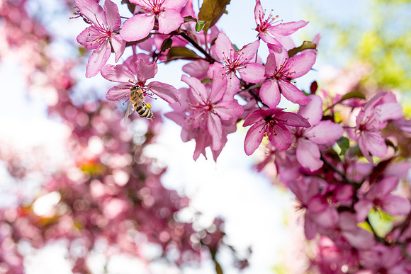 Campus Bees - May 2026