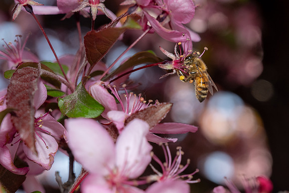 Campus Bees - May 2026