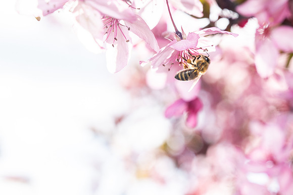 Campus Bees - May 2026