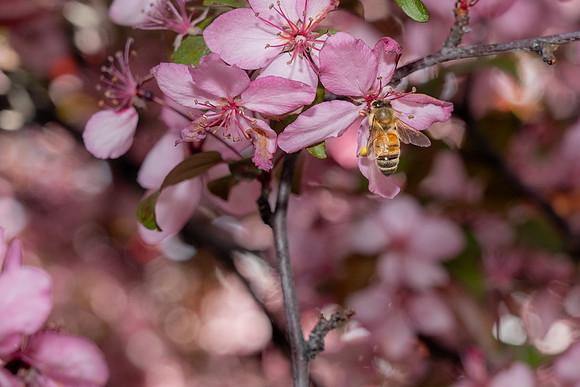 Campus Bees - May 2026