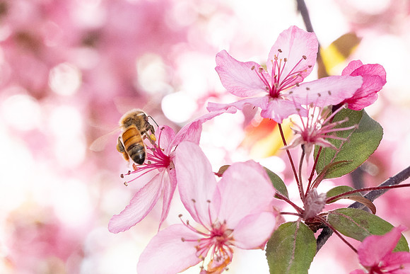 Campus Bees - May 2026