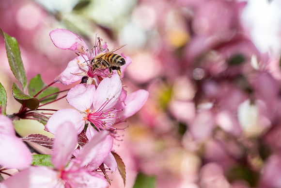 Campus Bees - May 2026