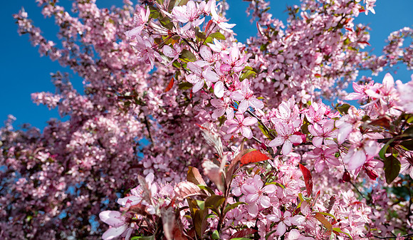 Campus Bees - May 2026