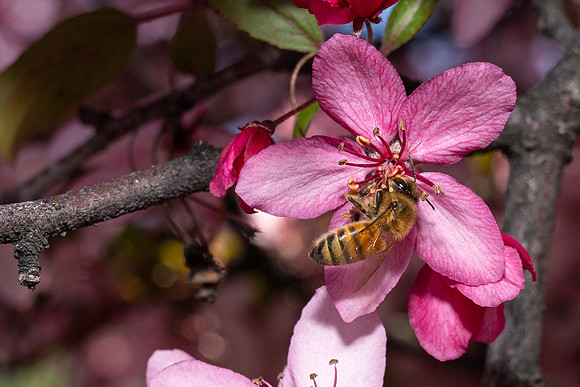 Campus Bees - May 2026