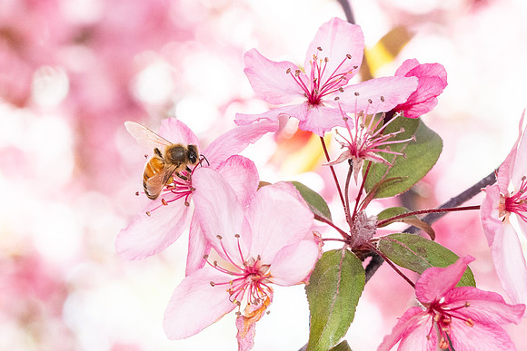 Campus Bees - May 2026