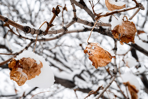 Campus Snow Day - Feb 2026