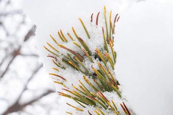 Campus Snow Day - Feb 2026