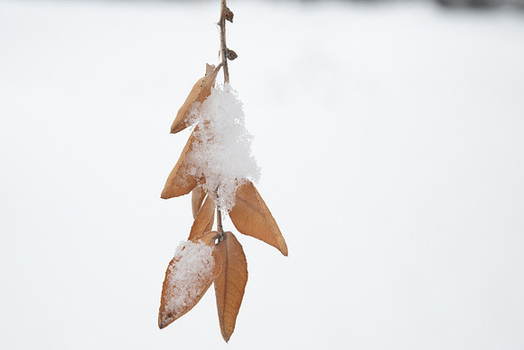 Campus Snow Day - Feb 2026