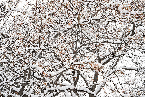 Campus Snow Day - Feb 2026