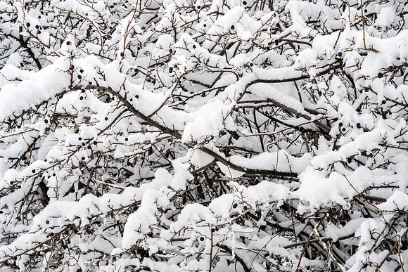 Campus Snow Day - Feb 2026