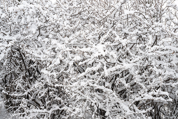 Campus Snow Day - Feb 2026