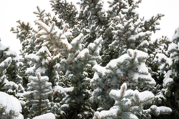 Campus Snow Day - Feb 2026