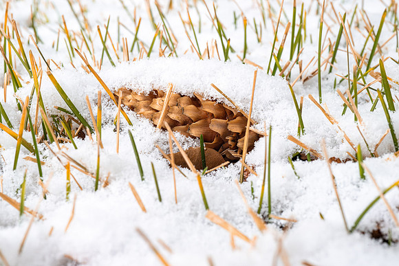 Campus Snow Day - Feb 2026