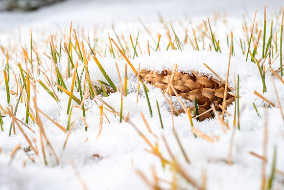 Campus Snow Day - Feb 2026