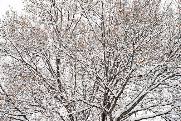 Campus Snow Day - Feb 2026